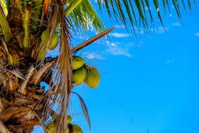 pexels-francesco-ungaro-273687