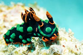 pexels-ocean-video-mauritius-2147598910-29672971