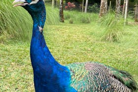 pexels-richaa-benny-2148463131-30418632